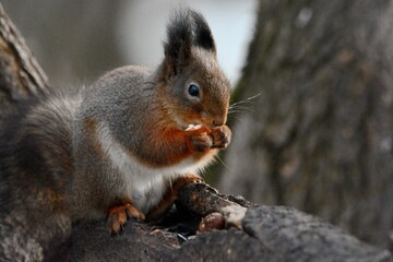 Fototapeta premium squirrel in the park
