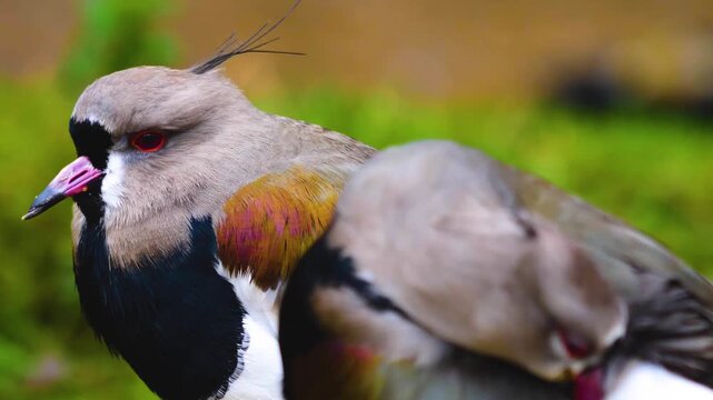Close up of two Northern lapwing wading bird heads standing beside each other and looking around with rack focus