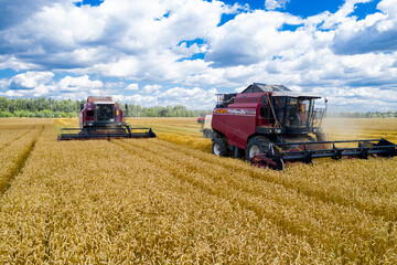 Fototapeta premium combine harvesters reaping the grain