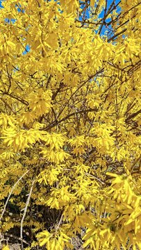 Vibrant Yellow Blossoms Brightening Spring Landscape Nature's Beauty