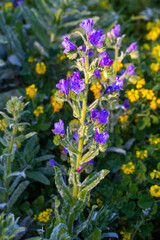 Obraz premium Viper's bugloss purple wildflower blooming in nature with yellow flowers background