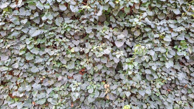 Lush Green Ivy Leaves Wall Natural Textures Patterns Organic Growth