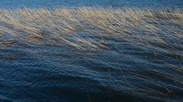 Wind-driven waves ripple across a lake surface, bending dry reeds and creating a dynamic natural scene with movement, texture, and deep blue tones.