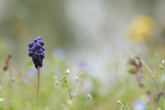 fiore di muscari in primavera in un prato