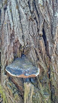 Tree Bark Fungus Growth Natural Textures Organic Details Nature Observation