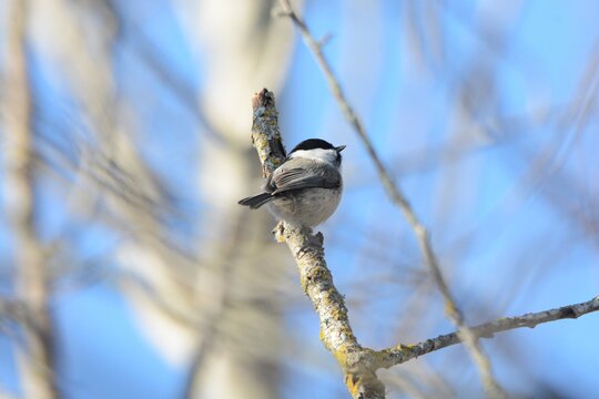 great tit parus major