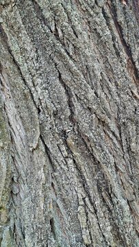 Textured Tree Bark Nature Background Natural Patterns Closeup Details