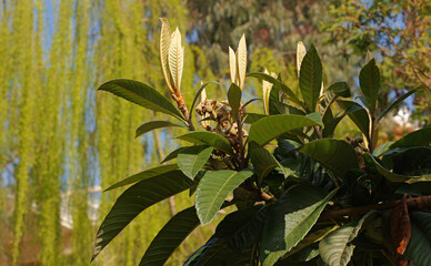 Eriobotrya japonica in the park in spring © palto_32