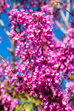 Close up of pink Judas tree flowers Cercis siliquastrum blooming in spring under blue sky
