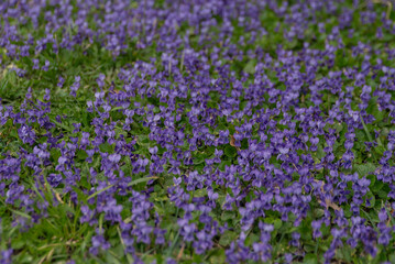Obraz premium A vibrant field of purple violets covers the ground, surrounded by lush green grass. The flowers bloom abundantly, creating a colorful natural landscape.