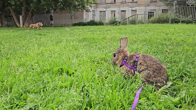 Rabbit is sitting in the grass with a leash on its back. The leash is purple. The rabbit is looking up at the camera. dog run to ball on back