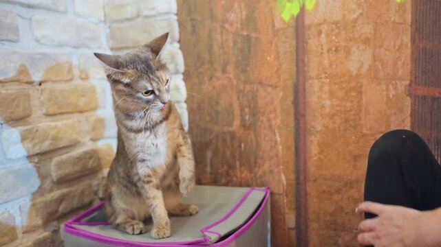Playful feline dash. Amusing scene of domestic cat engaged in lively play and quick escape. Charming depiction of domestic cat enthusiastically playing then swiftly retreating from activity