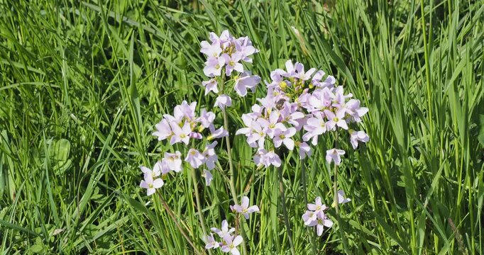 (Cardamine pratensis) Clusters of cuckoo flowers with pale lilac, notched petals and yellow anthers bloom on upright stems that tremble slightly in the wind