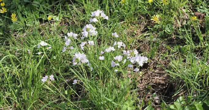 Cardamine pratensis | Cuckoo flower - Lady's smock -  Mayflowers -  Meadow cress. Spikes of lilac-pink flowers on erect stems in a green meadow