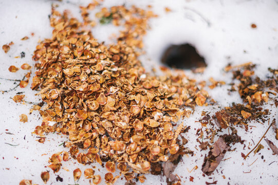 Remnants of nuts outside a small animal hole in the snow in winter