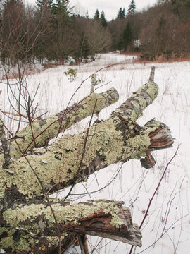 A felled tree in the foreground of snowy trails in the North Carolina mountains