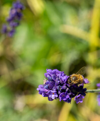 Close up of a Western honey bee (Apis mellifera) on a lavender flower (Lavandula) © Graham