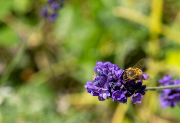 Close up of a Western honey bee (Apis mellifera) on a lavender flower (Lavandula) © Graham