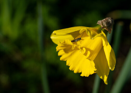 A sawfly (Tenthredinidae) on a daffodil flower (Narcissus) in the sun