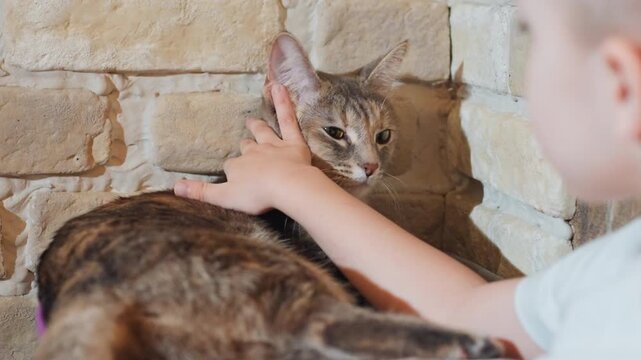Son reaches to touch cat tail near brick wall, playful tension as cat flicks tail, closeup of warm fur and amber eyes, child curiosity and delicate handling, cozy home moment, candid family pet