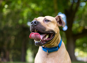 A happy Pit Bull Terrier mixed breed dog with a large tongue