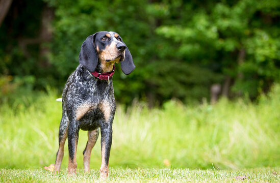 A Bluetick Coonhound dog standing outdoors