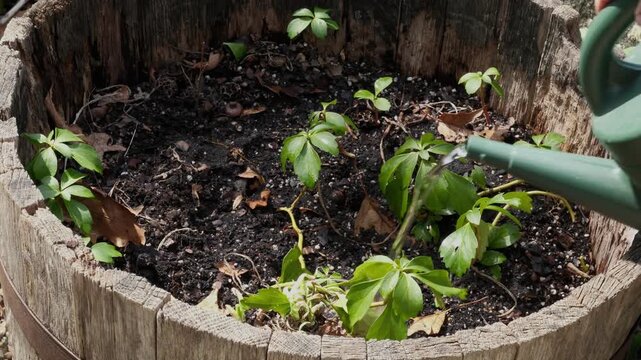 Close Up of Watering Green Plants in a Wooden Barrel Planter