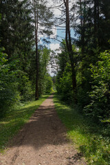 Fototapeta premium A dirt path surrounded by tall green trees leads through a lush forest. The scene is bright and inviting, showcasing nature's tranquility.