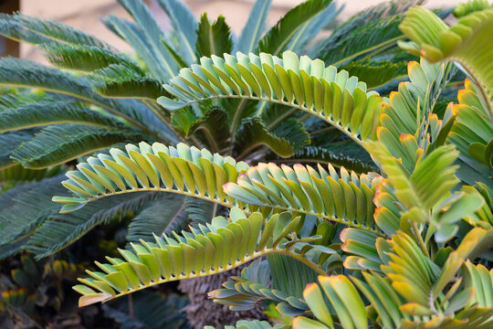 Close-up of the intensely green, textured leaves of Zamia furfuracea, background or wallpaper for your project   