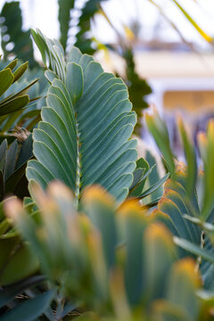 Close-up of the intensely green, textured leaves of Zamia furfuracea, background or wallpaper for your project   