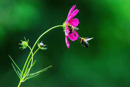 A  purple cosmos flower with one bumble bee gathering nectar and another bumblebee flying  to it on a dark green background