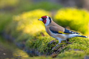 szczygieł (Carduelis carduelis) © Grzegorz