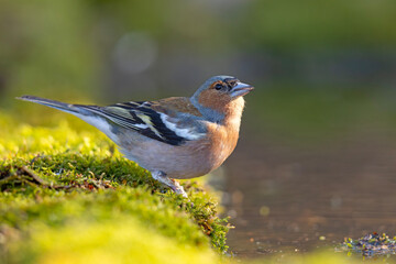 zięba (Fringilla coelebs) © Grzegorz