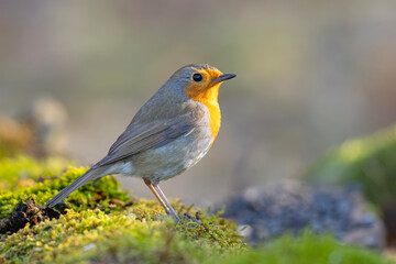 Rudzik (Erithacus rubecula) © Grzegorz