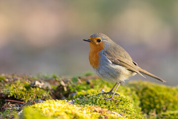 Rudzik (Erithacus rubecula) © Grzegorz