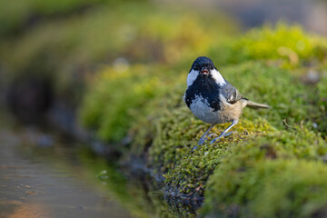 sosnówka (Periparus ater) © Grzegorz