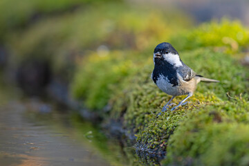 sosnówka (Periparus ater) © Grzegorz