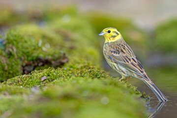 trznadel (Emberiza citrinella) © Grzegorz