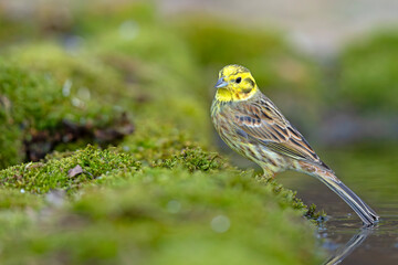 trznadel (Emberiza citrinella) © Grzegorz