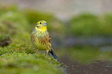 trznadel (Emberiza citrinella) © Grzegorz