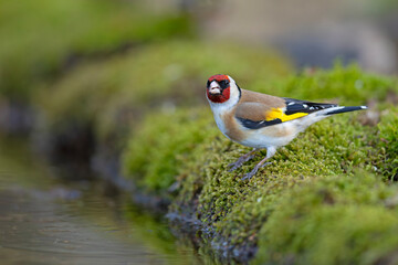szczygieł (Carduelis carduelis) © Grzegorz