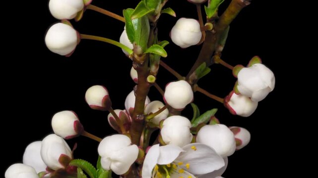 Macro time lapse blooming white blackthorn flowers close-up, isolated on pure black background.
