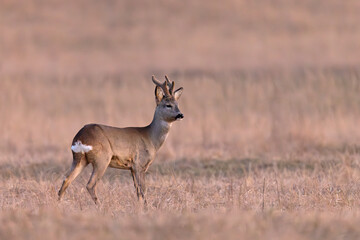 sarna europejska (Capreolus capreolus) © Grzegorz