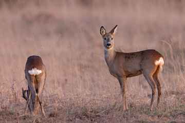 sarna europejska (Capreolus capreolus) © Grzegorz