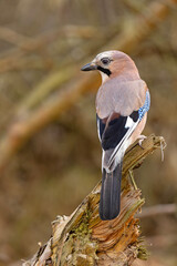 sójka (Garrulus glandarius) © Grzegorz