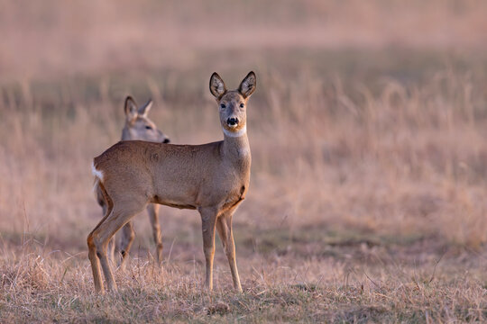 sarna europejska (Capreolus capreolus)