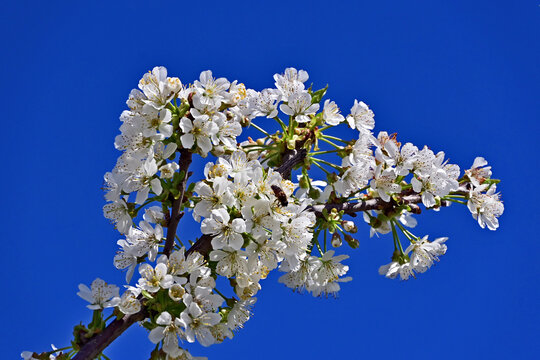 Basiglio, Primavera nella campagna ed alberi da frutto in fiore, Lombardia