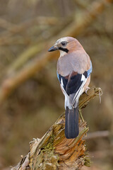 sójka (Garrulus glandarius) © Grzegorz