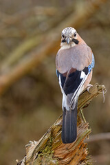 sójka (Garrulus glandarius) © Grzegorz