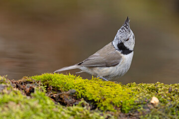 czubatka (Lophophanes cristatus) © Grzegorz